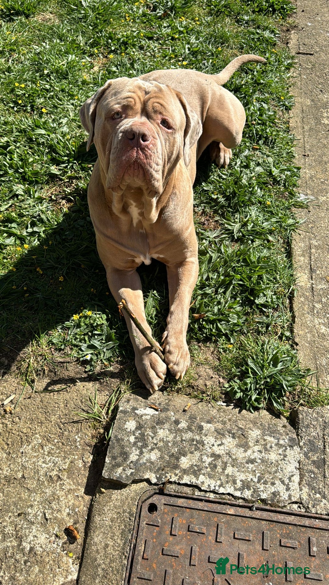 Mastiff dogs for stud: Neapolitan Mastiff cross (Sabre) - Image 3