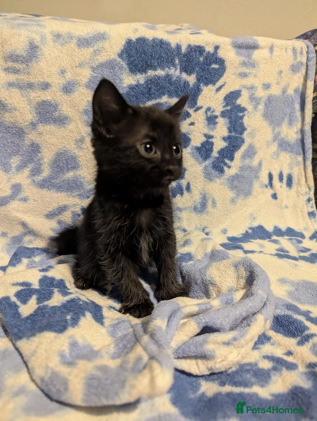 Mixed Breed cats for sale: Kittens in Worthing - Advert 2