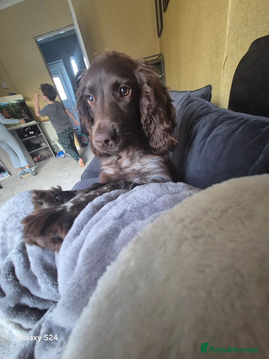 Cocker Spaniel dogs for sale: Cocker spaniel girl - Advert 6