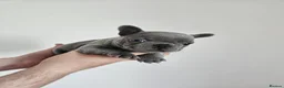 French Bulldog dogs for sale: French bull pups - Advert 3