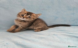 Scottish Fold cats for sale: Adorable Scottish fold Straight Ears Kittens - Image 15