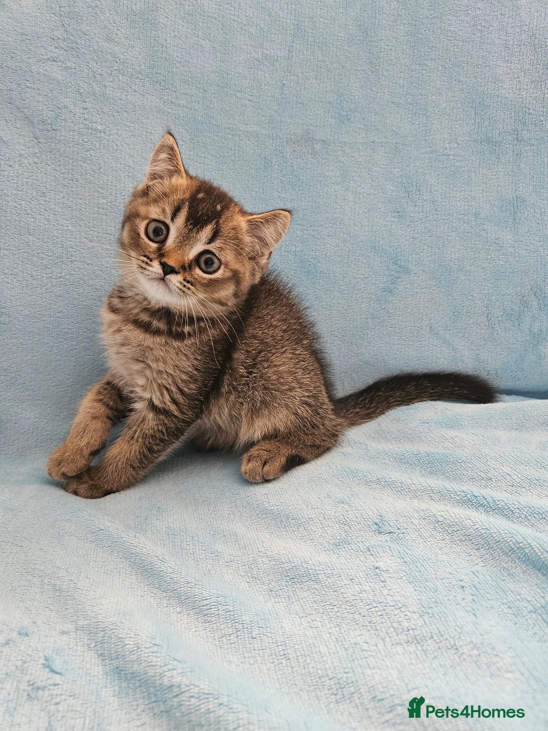 Scottish Fold cats for sale: Adorable Scottish fold Straight Ears Kittens - Image 15