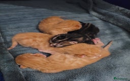 Bengal cats for sale: Mix Bengal kittens 😻 - Image 7