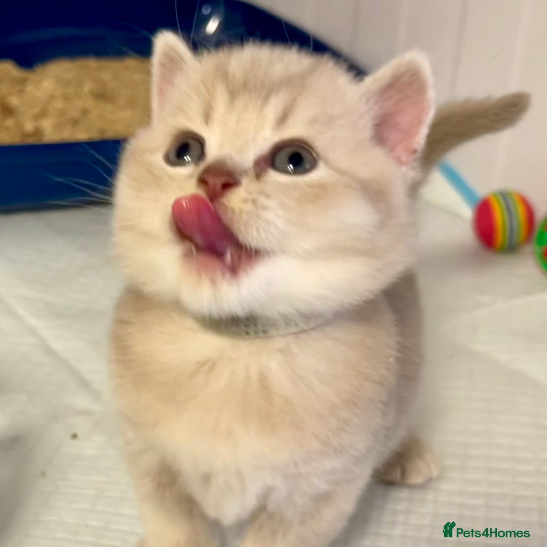 British Shorthair cats for sale: GCCF British Shorthair Kittens– Champion Lines - Image 32