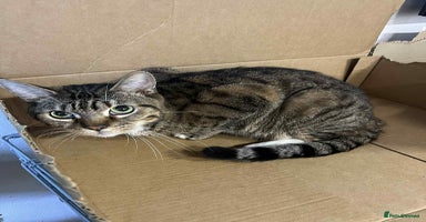 Bengal cats Bengal boy  - Advert 4