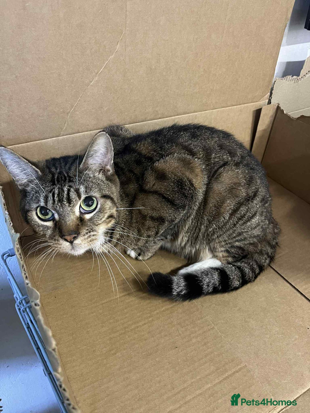 Bengal cats for sale: Bengal boy  - Advert 2