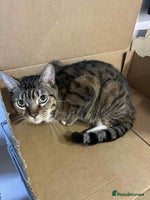 Bengal cats Bengal boy - Advert 1