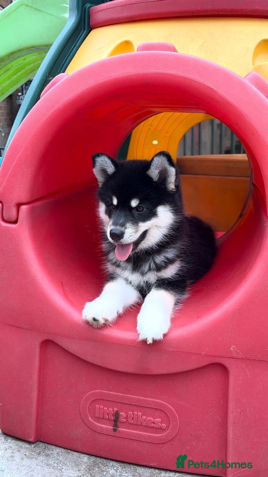 Pomsky dogs Stunning F3 Pomsky Puppies - Advert 2