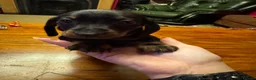 Miniature Dachshund dogs for sale: 3 male Miniature Dachshunds for sale in Bolton - Advert 12