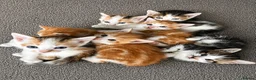 Mixed Breed cats for sale: Ready now adorable kittens - Advert 1