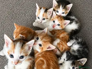 Mixed Breed cats Ready now adorable kittens - Advert 1