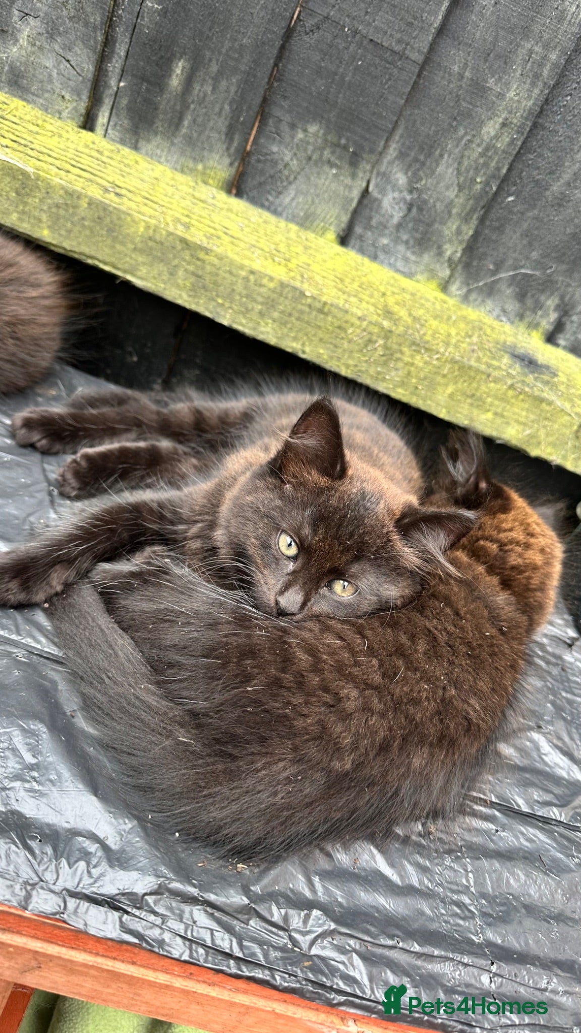 Mixed Breed cats Cuddly Kittens (Ready to Go) - Advert 1