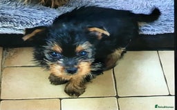 Yorkshire Terrier dogs for sale: Yorkshire Terrier girls for sale Ready now - Image 1