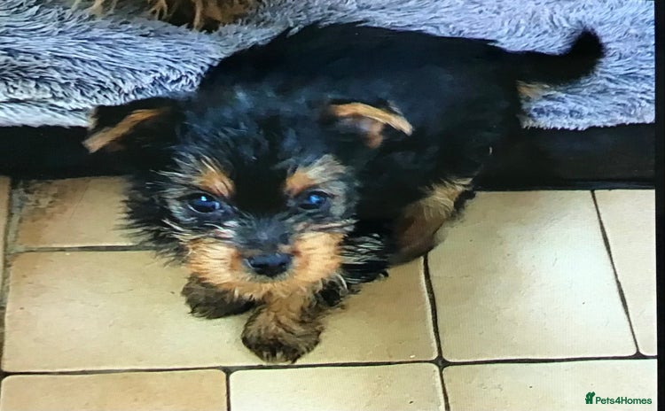 Yorkshire Terrier dogs - Advert 5