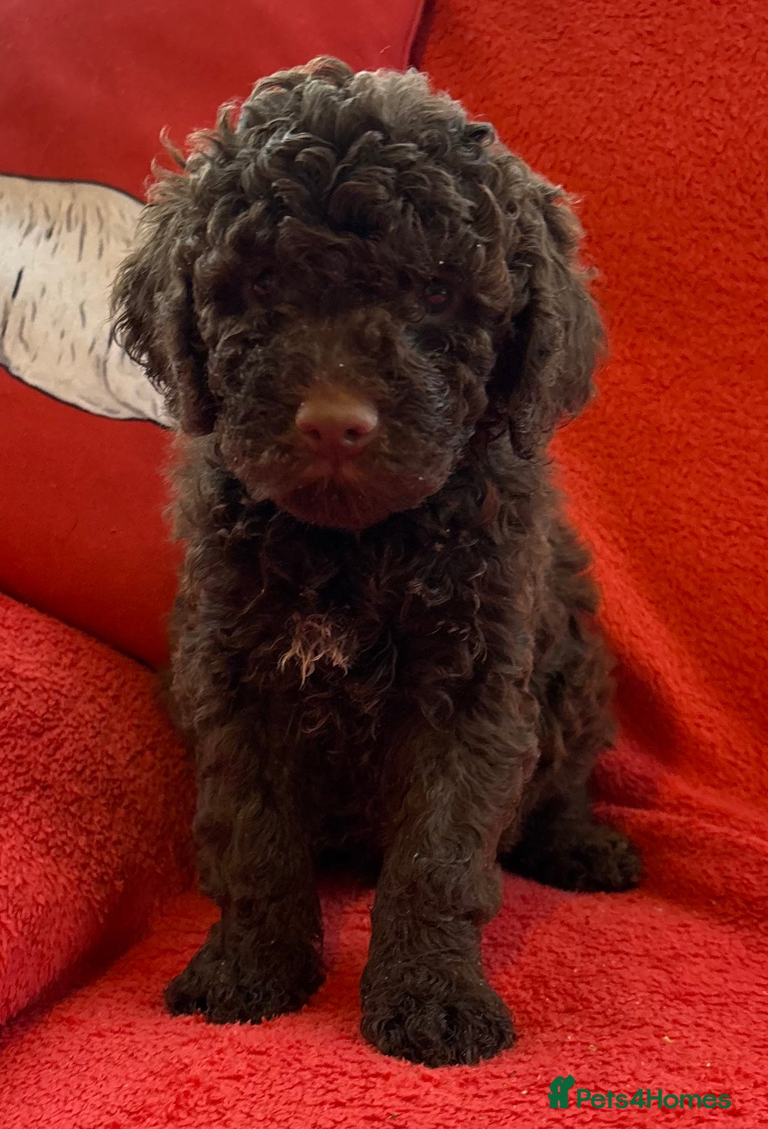 Lagotto Romagnolo dogs for sale: KC Registered Lagotto Puppies (⭐️⭐️⭐️⭐️⭐️ Breeder) - Advert 11