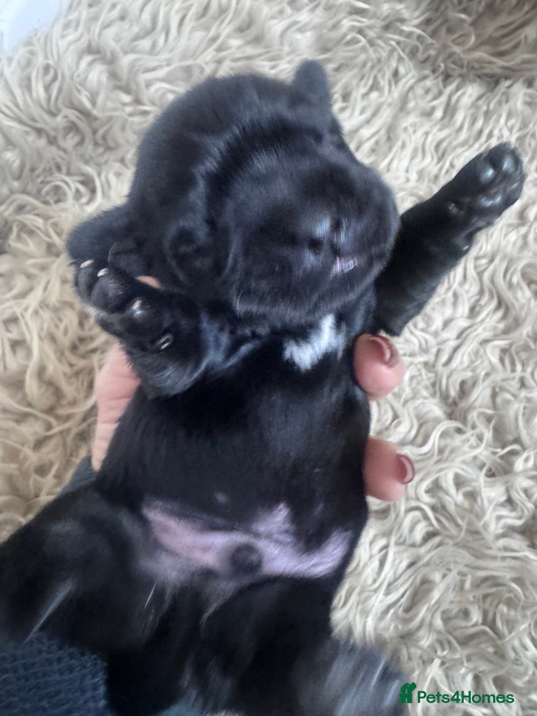 Mixed Breed dogs for sale: Schweenies  - Advert 14