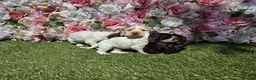 Cocker Spaniel dogs for sale: KC registered show type cocker spaniels  - Advert 3