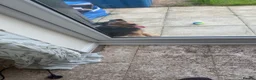Lakeland Terrier dogs for sale: Male Lakeland terrier  - Advert 4
