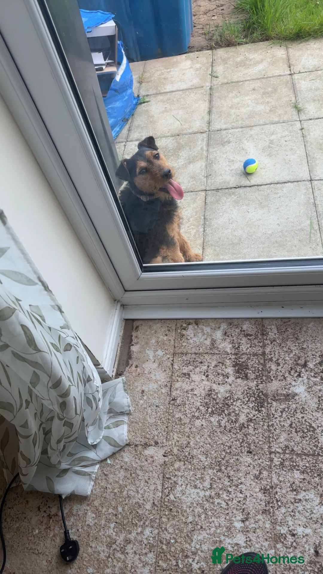 Lakeland Terrier dogs for sale: Male Lakeland terrier  - Advert 4