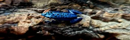 Frog reptiles for sale: Blue azureus dart frog in Bridgwater - Advert 2