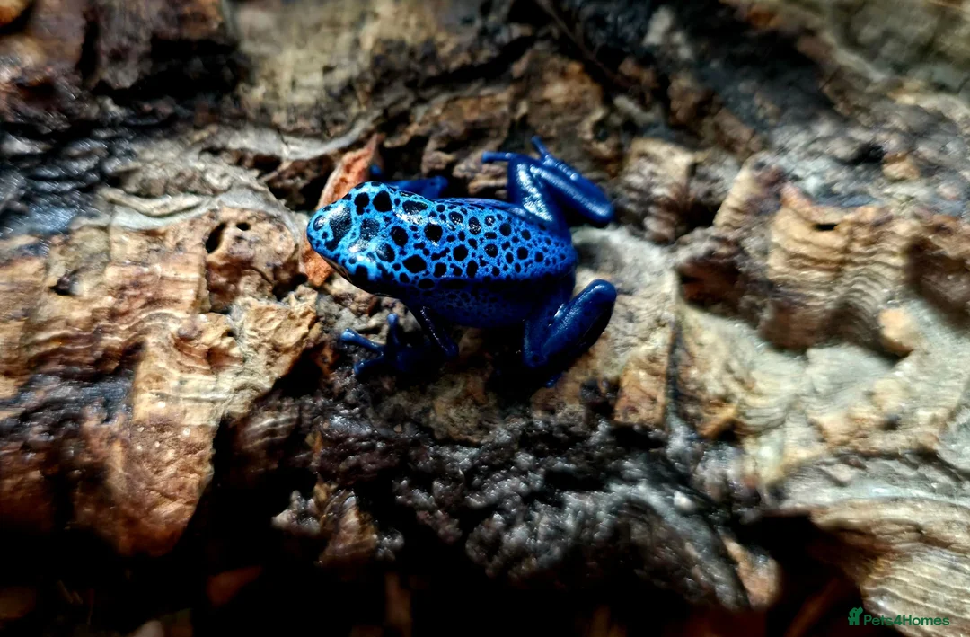 Frog reptiles for sale: Blue azureus dart frog in Bridgwater - Advert 2