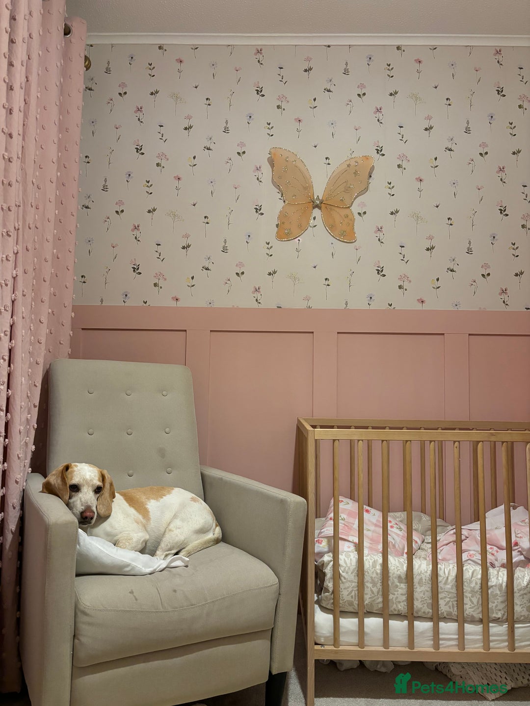 Beagle dogs for sale: Dog for sale - Image 6