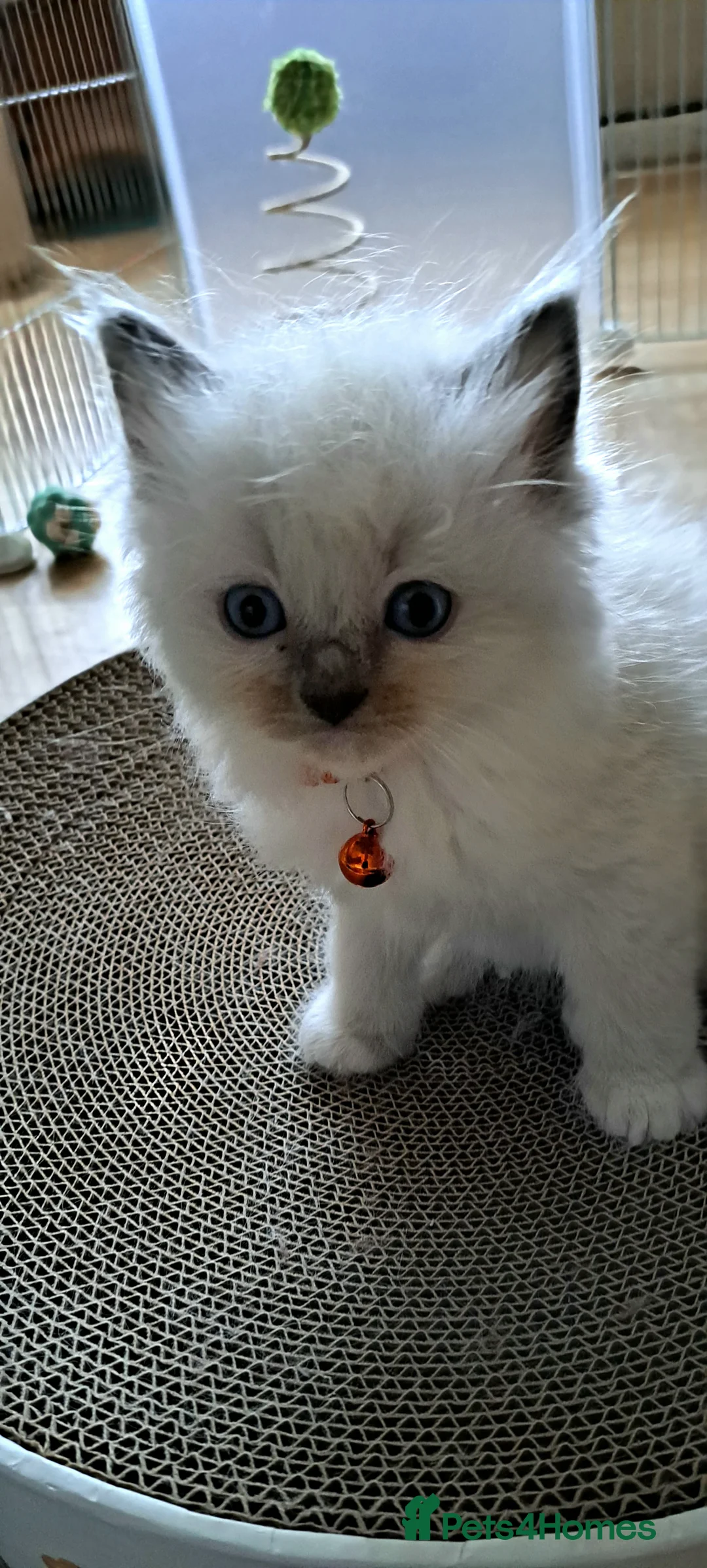 Ragdoll cats for sale: Agilamour kittens GCCF registered  - Advert 3