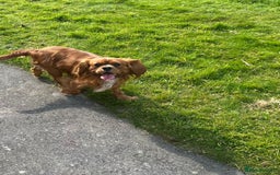 Cavalier King Charles Spaniel dogs for sale: HEALTH TESTED KC REG low co eff cavalier puppies - Image 2