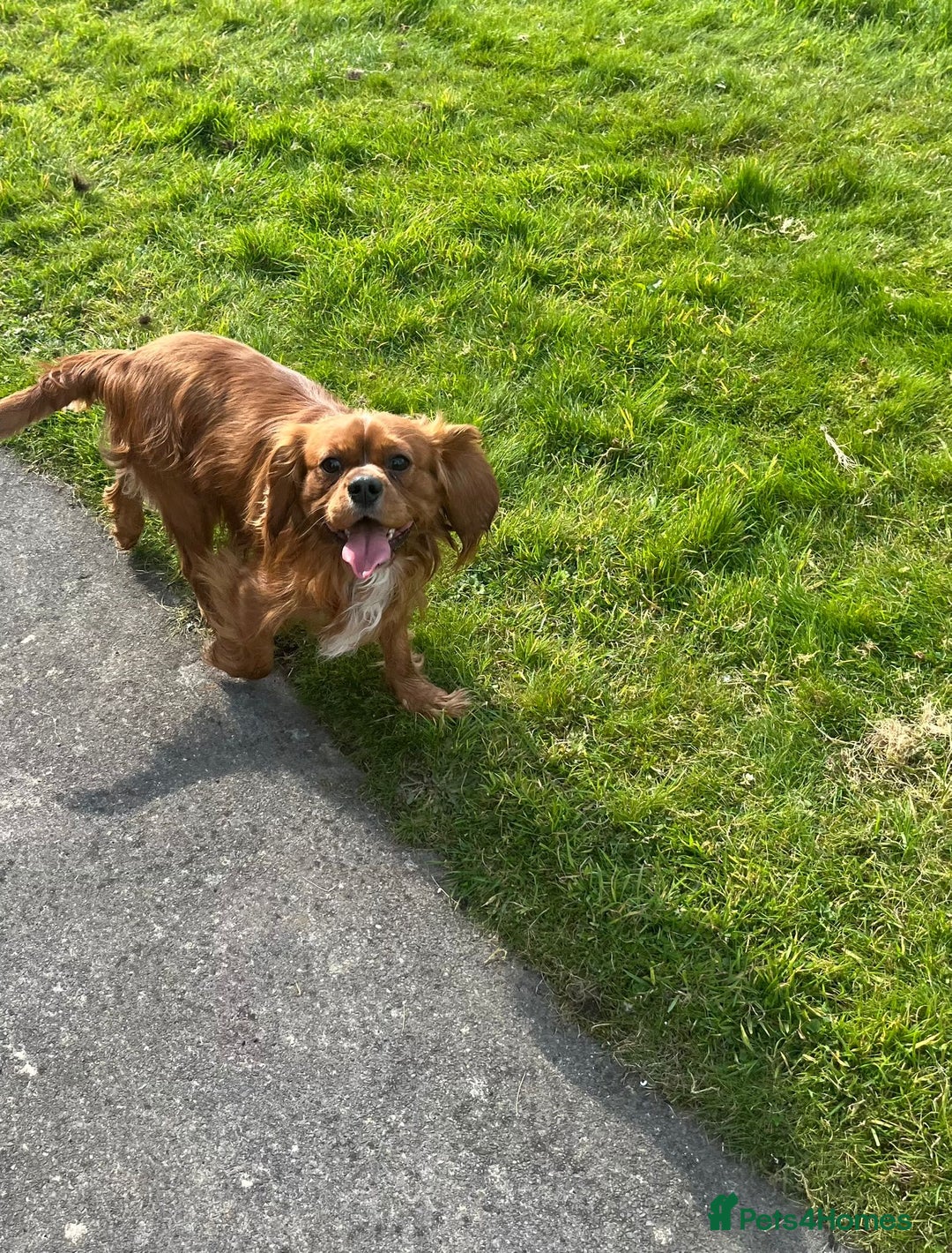 Cavalier King Charles Spaniel dogs for sale: HEALTH TESTED KC REG low co eff cavalier puppies - Image 2