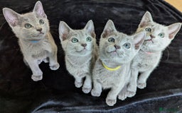 Russian Blue cats for sale: Pedigree TICA Registered kittens - Image 1