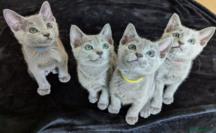 Russian Blue cats - Advert 1