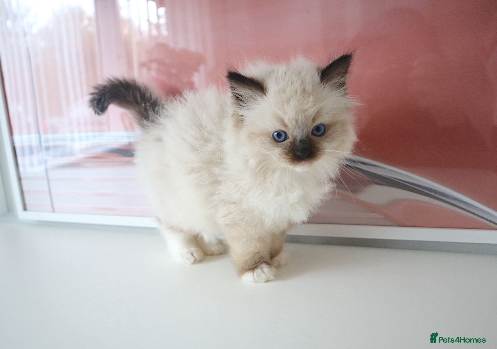 Ragdoll cats INDOOR GCCF REGISTERED RAGDOLL FEMALE KITTEN - Advert 2