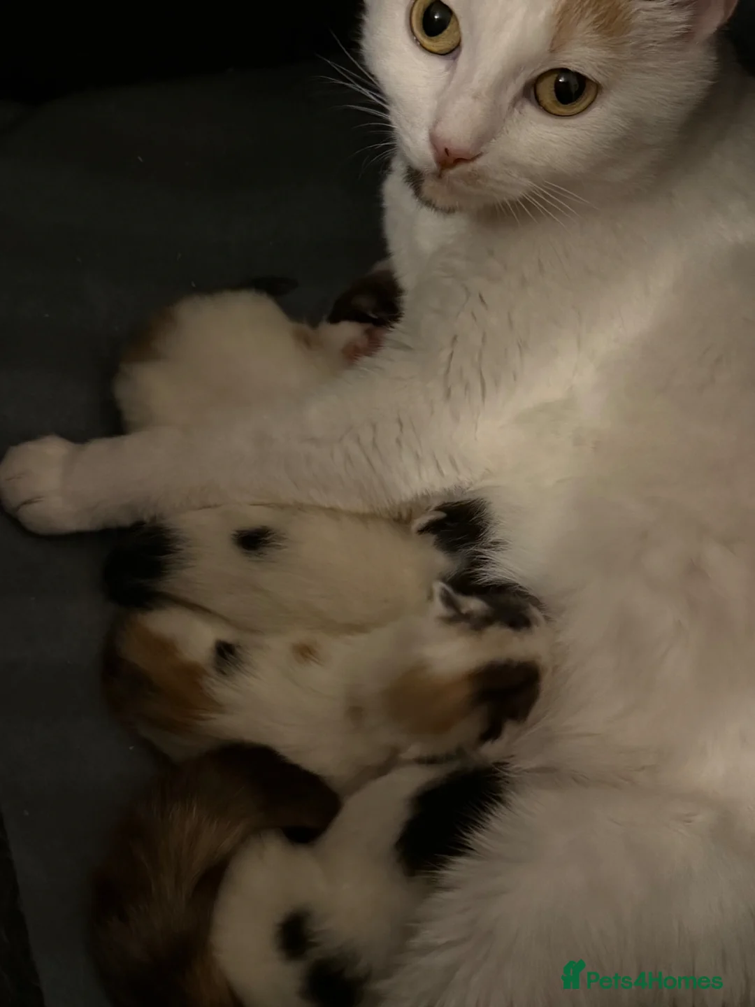 Mixed Breed cats for sale: Beautiful kittens  - Advert 2