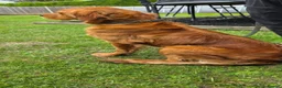 Golden Retriever dogs for sale: Golden Retriever  - Advert 2