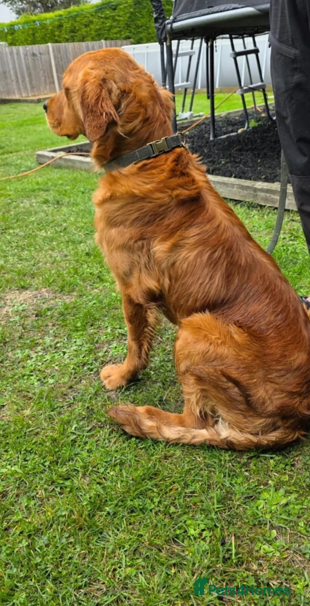 Golden Retriever dogs for sale: Golden Retriever  - Advert 2