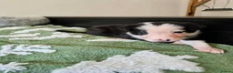 Border Collie dogs for sale: Border Collie Puppies - Advert 3