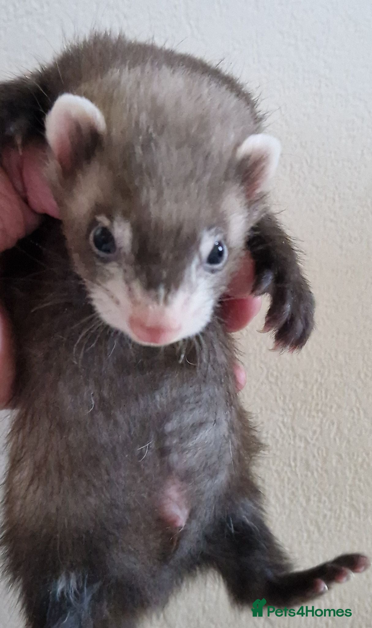 Ferret rodents Ferret kits(half micro) - Advert 2