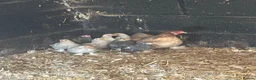 Chickens poultry for sale: Bantam mum and chicks  in Grantham - Advert 2