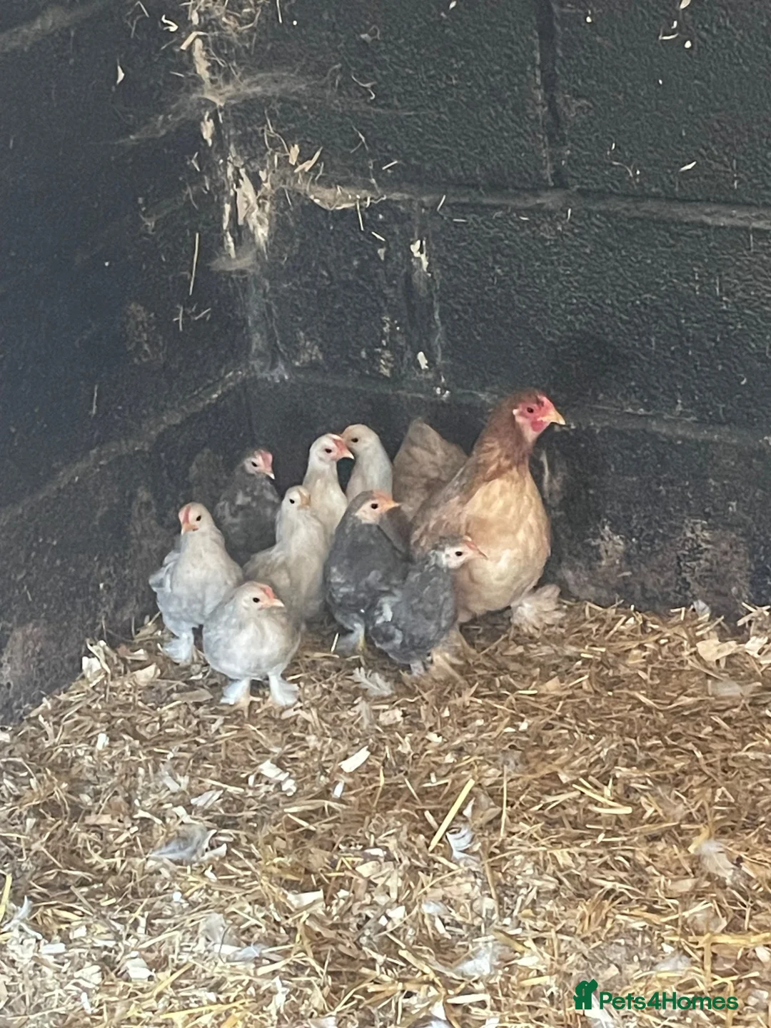 Chickens poultry for sale: Bantam mum and chicks  in Grantham - Advert 2