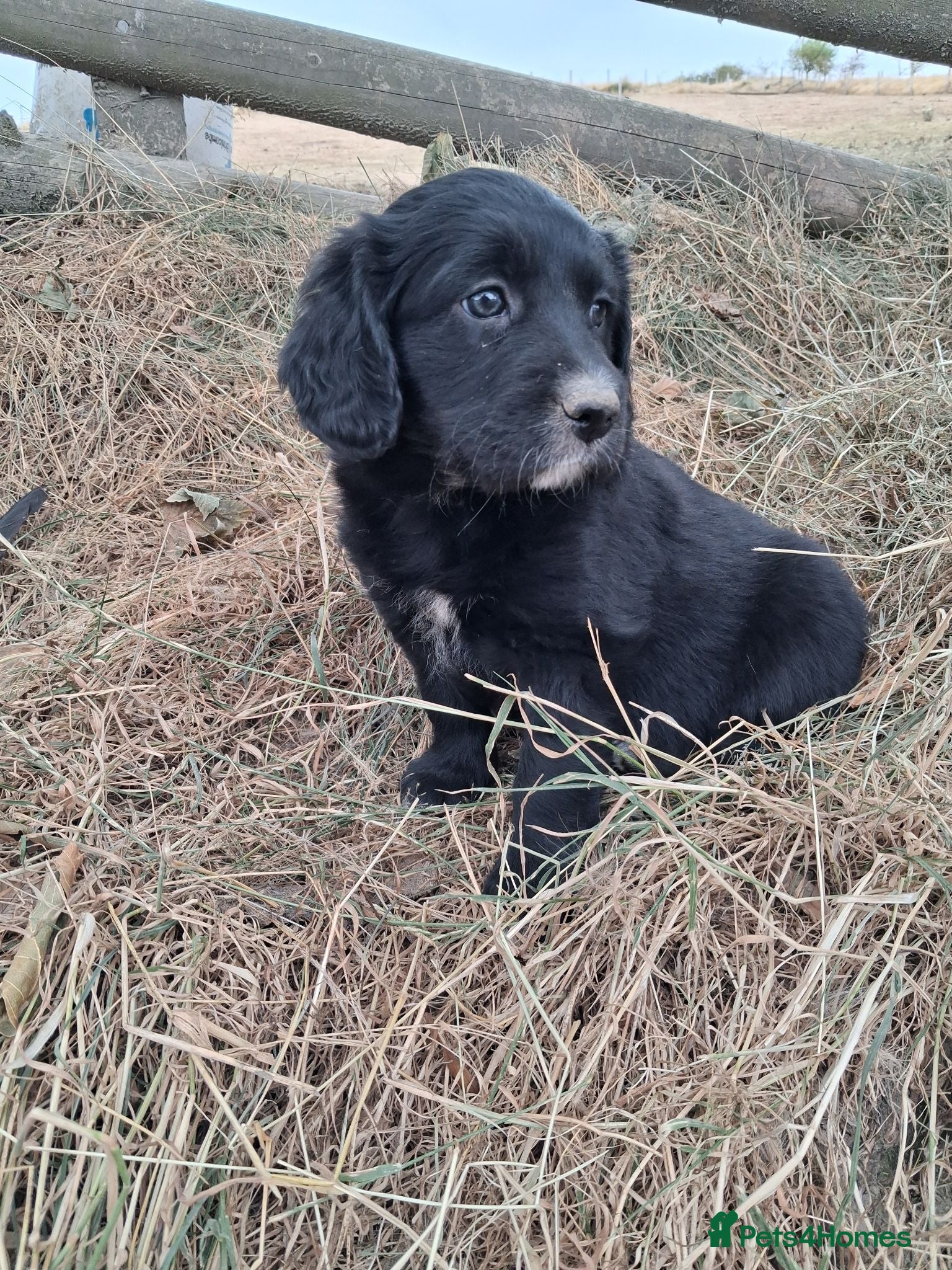 Sprollie dogs * Ready to leave * Beautiful puppies - Advert 2