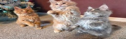 Maine Coon cats for sale: TiCA reg/Parents Fully Health Tested - Advert 11