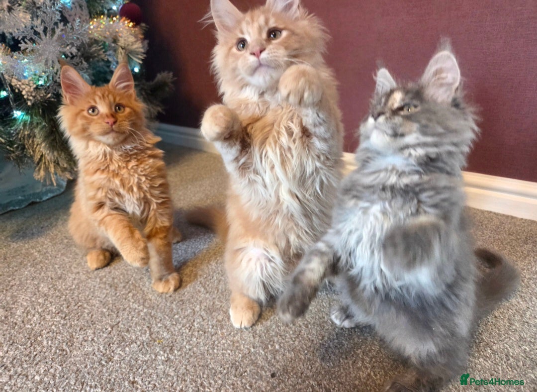 Maine Coon cats for sale: TiCA reg/Parents Fully Health Tested - Advert 11