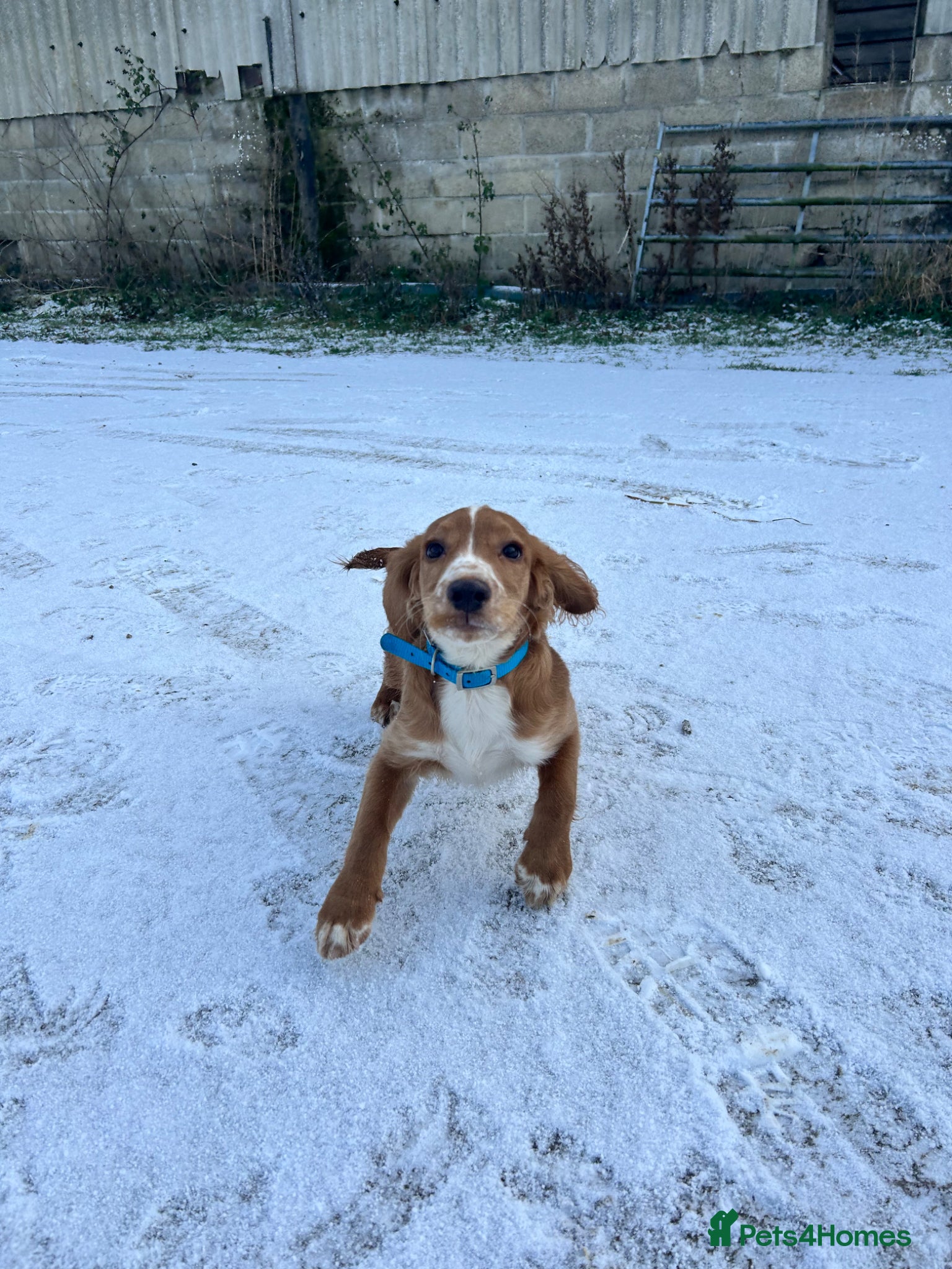 Cocker Spaniel dogs 7 month old Cocker Spaniel  - Advert 3