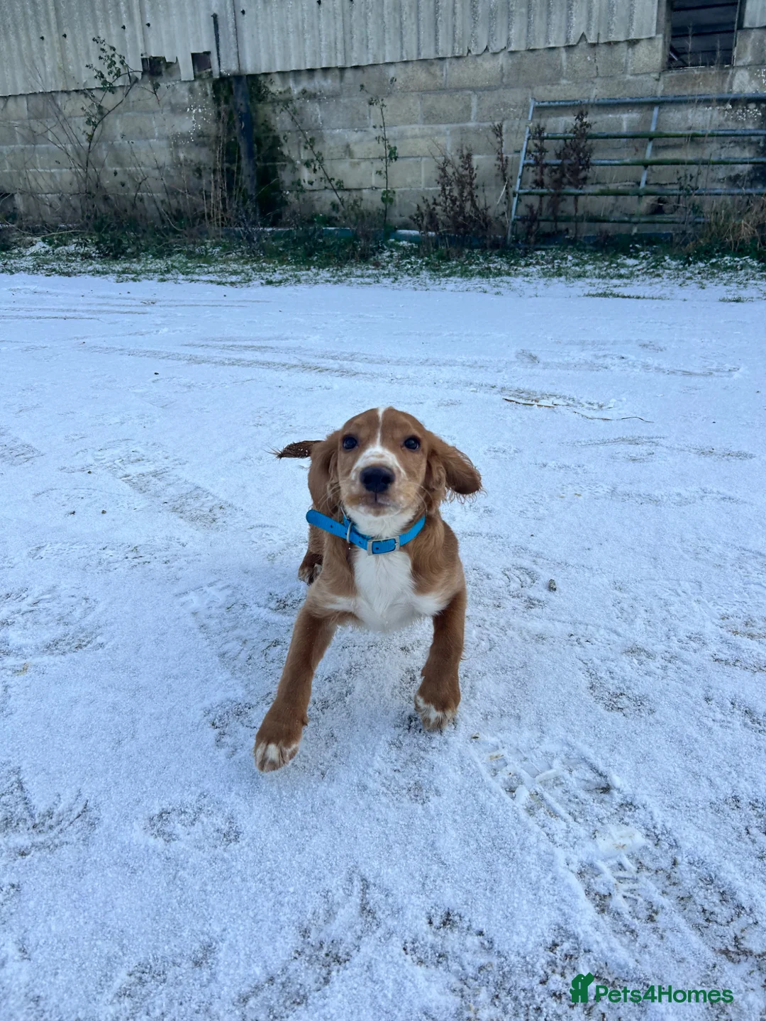 Cocker Spaniel dogs for sale: 7 month old Cocker Spaniel  in Cheltenham - Advert 1