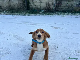 Cocker Spaniel dogs 7 month old Cocker Spaniel - Advert 1