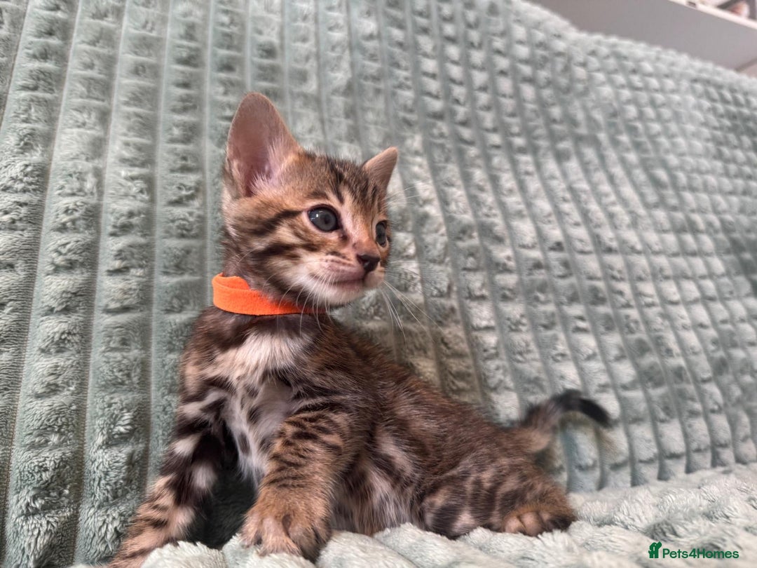 Bengal cats for sale: Pure bengal kittens  - Image 7