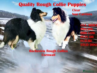 Rough Collie dogs Tricolour Males DNA clear non carriers 0% related - Advert 4