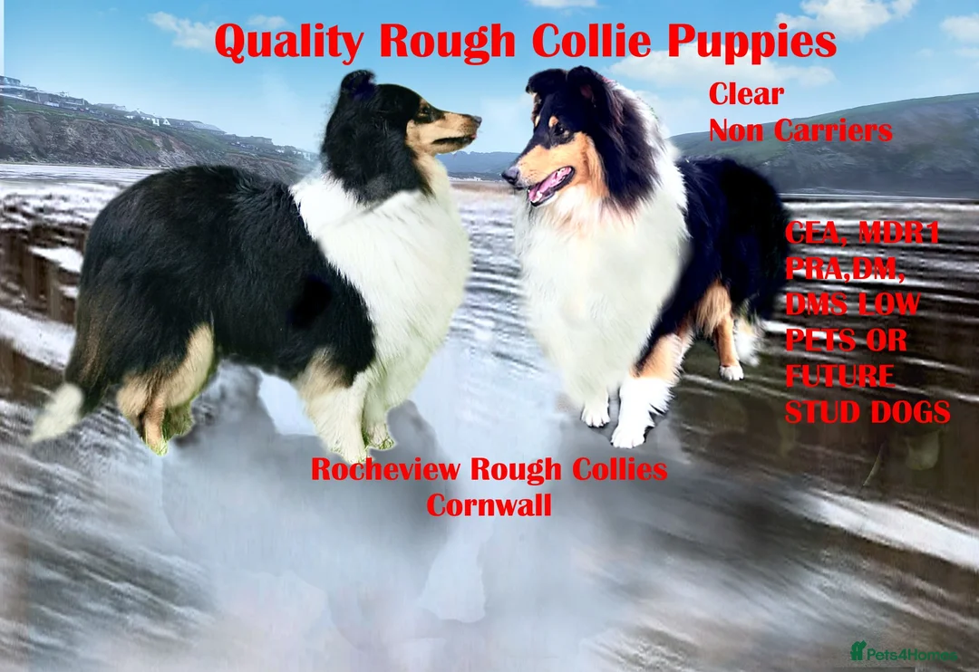 Rough Collie dogs for sale: Tricolour Males DNA clear non carriers 0% related  - Advert 1