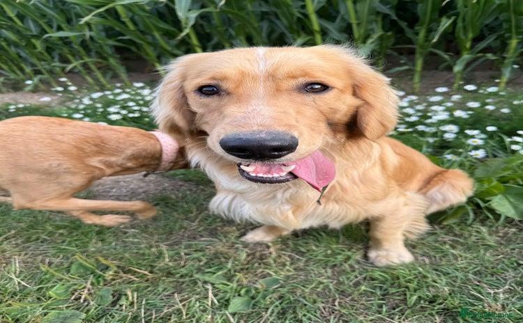 Mixed Breed dogs - Advert 6