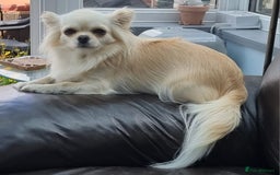 Chihuahua dogs for sale: Beautiful Spayed girl 5 years old - Image 6